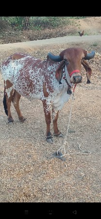 પેલુવેતરઆઠઉતરીનેનવબેસીગયચે
