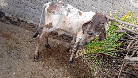 વાછડો વેચવાનો છે