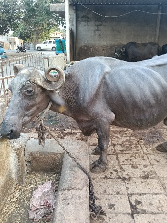 ભેંસ વેચવાની છૅ