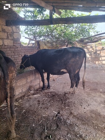 એક વેતર વિહાણી