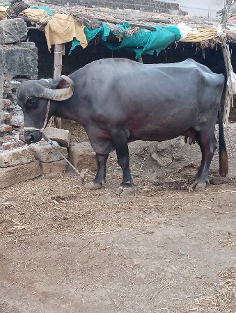 ભેસ