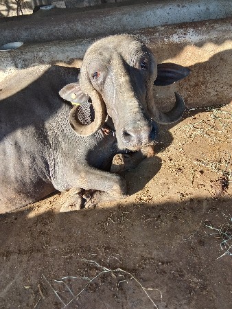 ખડેલી વેચવાની છે ખડેલી વેચવાની છે