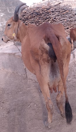 ગાય