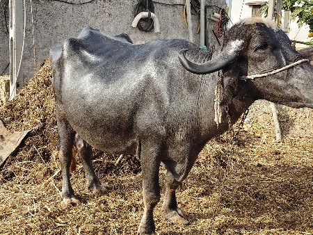 ભેંસ વેચવાની છે
