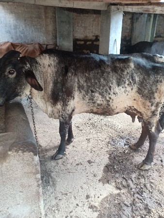 બીજું હોય તો જર્સી ગાય ગીર ક્રોસને