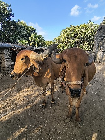 બળદ વેચવાના છે