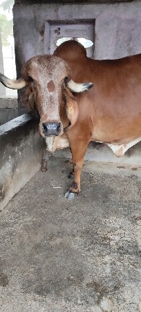 ઓરીજનલ ગીર ગાય વેચવાની છે