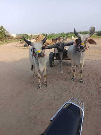બળદ વેચવાના છે