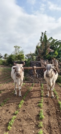 બળદ વેચવાના છે