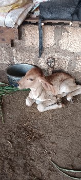 ક્રોધ ગાય બે વેચાવ
