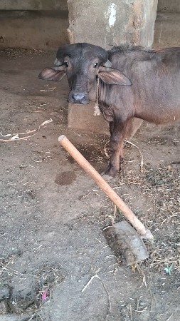પાડો વેસવાનો સે