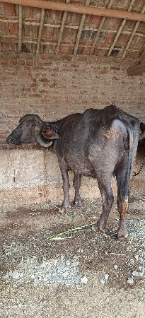 વેચવાની છે