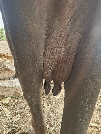 ખડેલિ વેચવાની છે ભાઈ