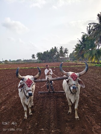 બળદ વેચવાના છે
