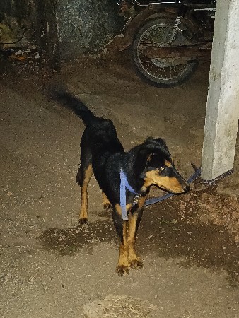 કુતરી વેચવાની છે