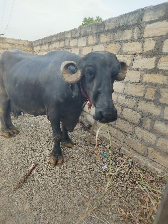 ભેંસ વેચવાની છે
