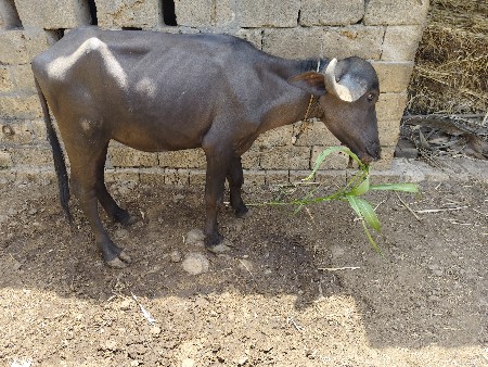પાડી