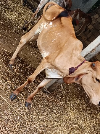 બેય વાસડી. પારવાની આવવાની છે