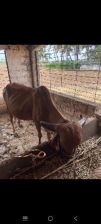 ગાય વહેંચવા ની છે