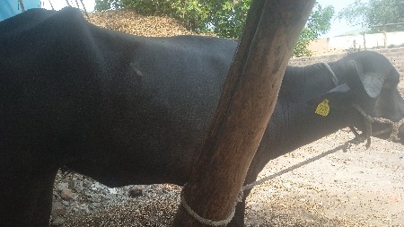 khadele vachavani che