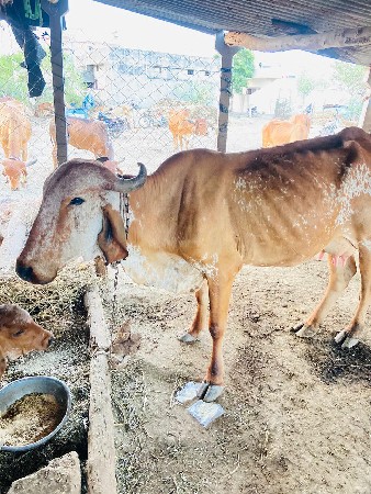 આ ગાય વેચવાની છે પેલું વેતર