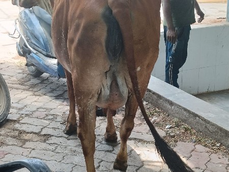 ગાય વેચવાની છે