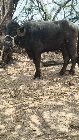 ખડેલી છે