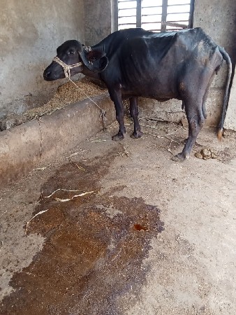 ભેંસ વેચવાની છે