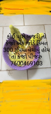 બજરી વેચવા હોય તો કેજો પીંજરું