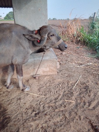 2 ખડેલા વેચવના છે