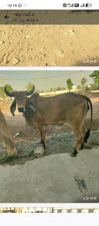નં.  9429269283. ફોન કરો દડીયા