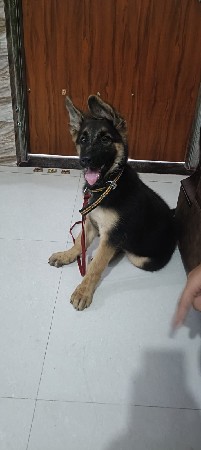 Jerman sheferd female vechvanu