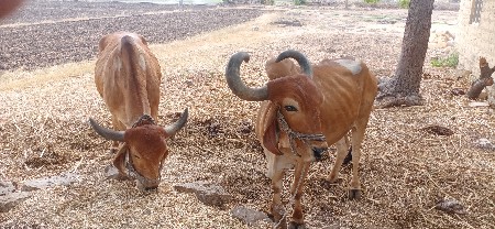 વેચવાના છે