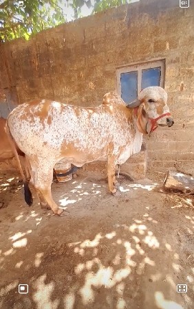 ગીર ગાય વેચવાની