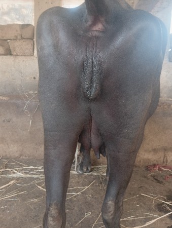 ભેંસ વેચવાની છે