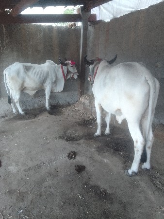 બળદ વેચવાના છે સાટા પણ ચાલે