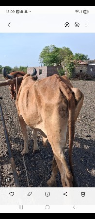 બરધવેશવાનોછે