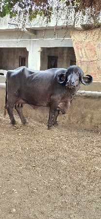 ભેંસ વેચવાની છે