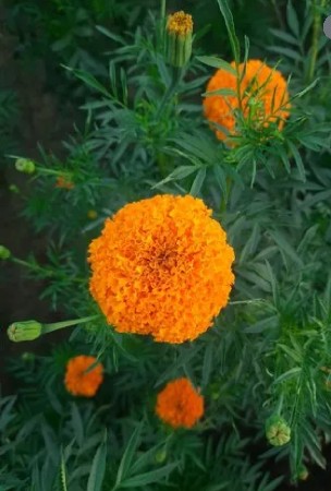 કેસરી રંગના ગલગોટા