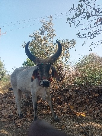આવો વાછડો હોય તો લેવાનો છે