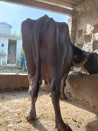 ત્રિજુ વેતર ભેંસ ૭ દિવસનિ કાસિ