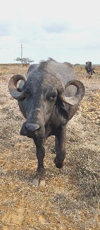 પૅલ વૅતરી ખડાય
