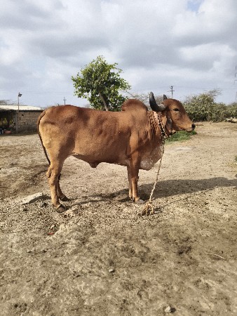 gir hodki vechvani