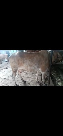 આ ગાય વેચાણ છે