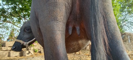 આ ભેંસ વેચવાની છે