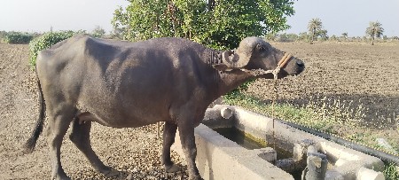ખડેલી છે