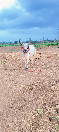 દેવીપુજક લે વેચ
