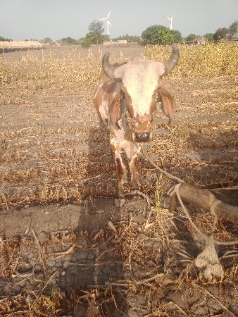 ચા દાતે