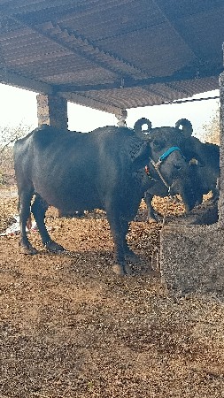 2 ભેંસો વેસવા ની છે