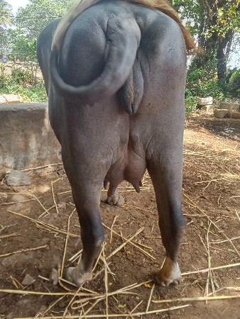 4 દાંત ખડેલી વેચવાની છે
